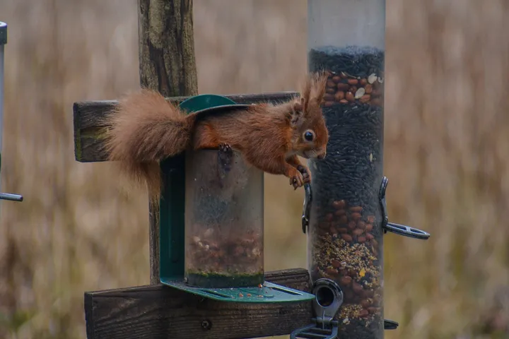 A red squirrel on Brownsea Island